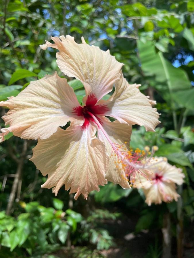 Casa Aracua Trancoso 빌라 외부 사진